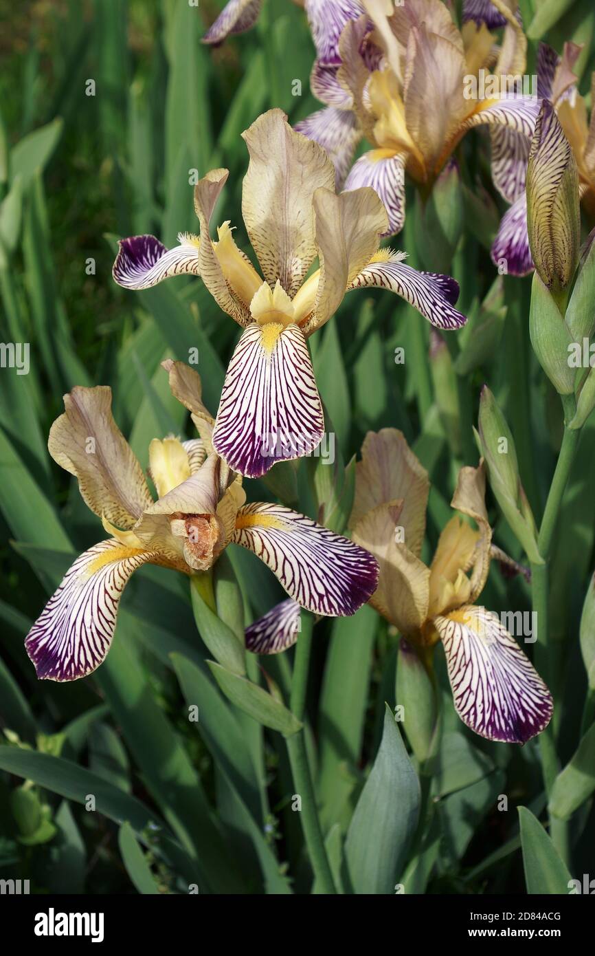 Iris dolce variegato (Iris [Iris] variegata). Chiamato anche Iris ungherese Foto Stock