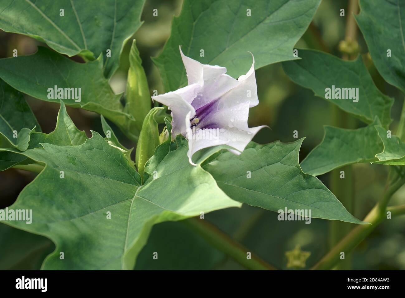 Jimsonweed (Datura stramonio). Chiamato il serpente del diavolo, le campane dell'Inferno, l'erbaccia del diavolo, Tolguacha, l'erbaccia di Jamestown, Pricklyburr, il cetriolo del diavolo e Thornap Foto Stock