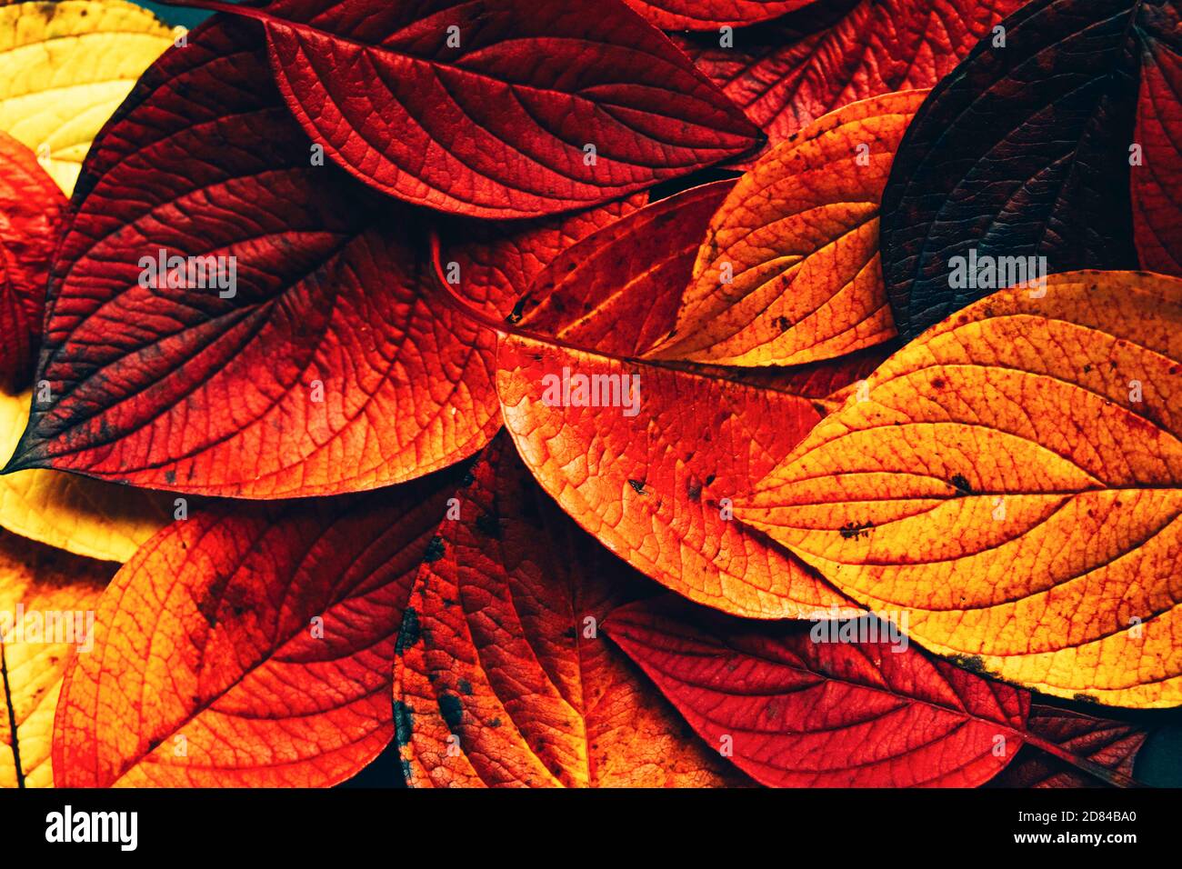 Colorato arancio autunno sfondo di foglie caduti autunno Foto Stock
