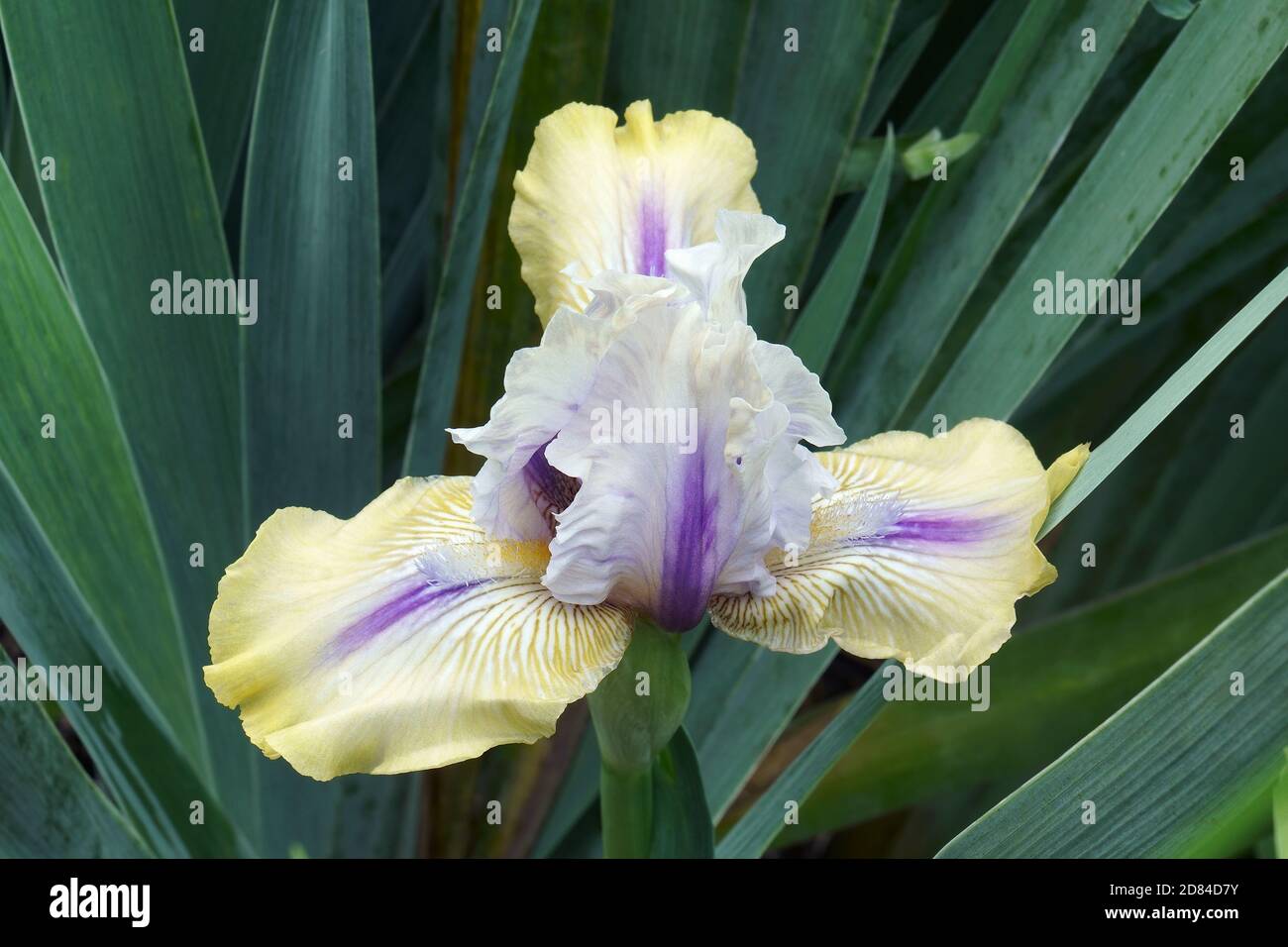 Iris con aride alta (Iris ‘County Cork') Foto Stock