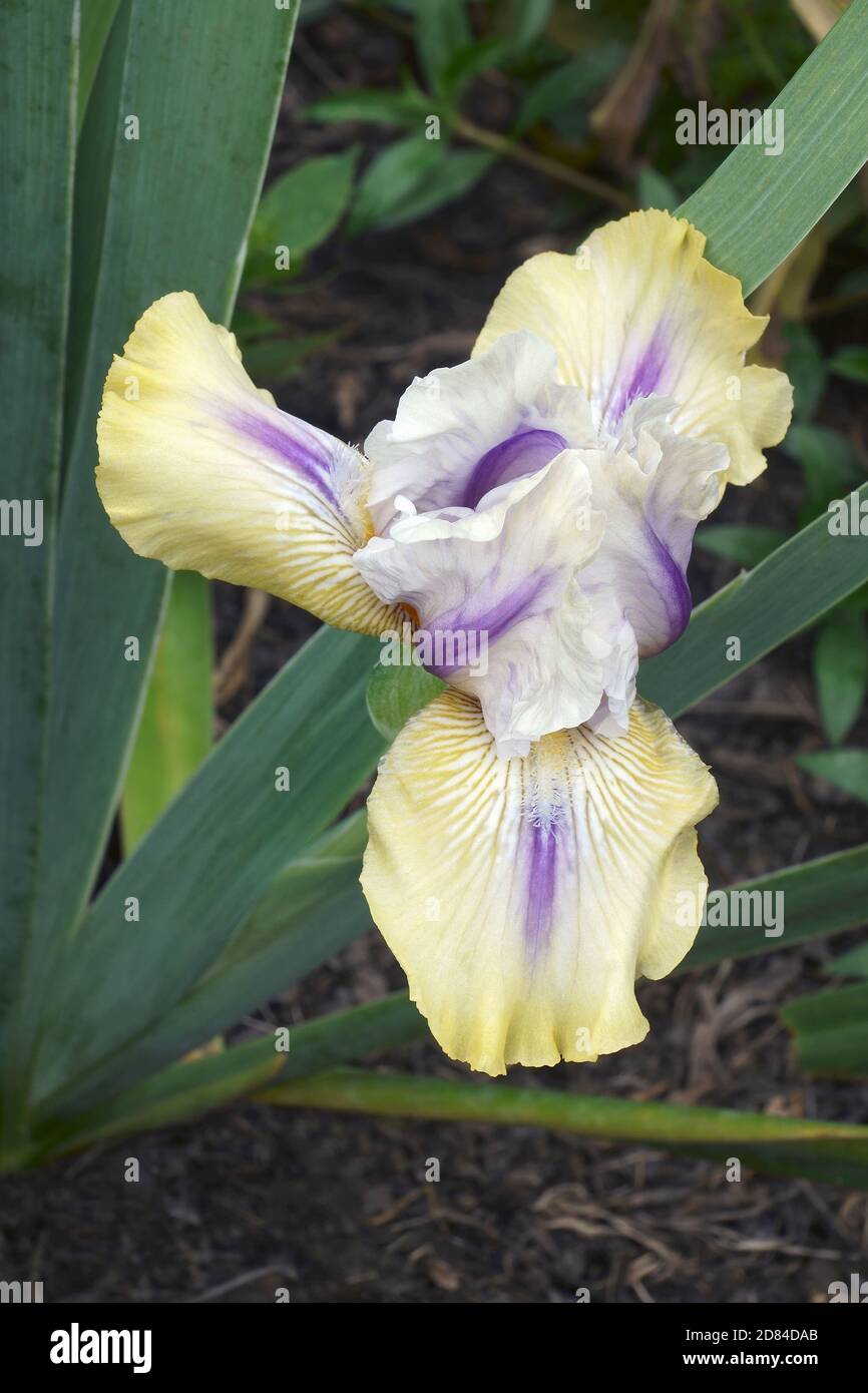 Iris con aride alta (Iris ‘County Cork') Foto Stock