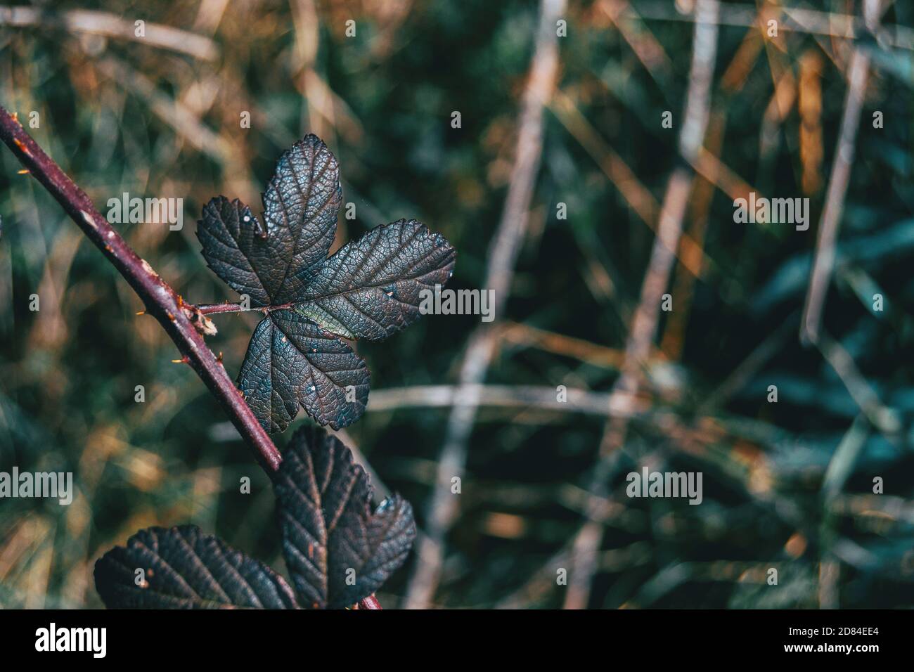 Primo piano di una foglia scura di rosa rupiginosa su a. stelo a punta Foto Stock