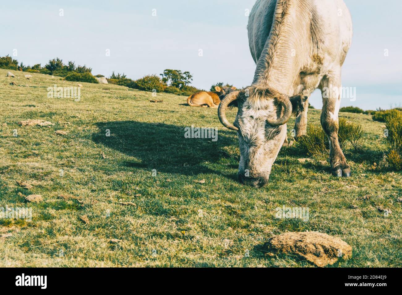 Ritratto di una mucca bianca che pascola con un vitello riposato nel prato dietro di esso Foto Stock