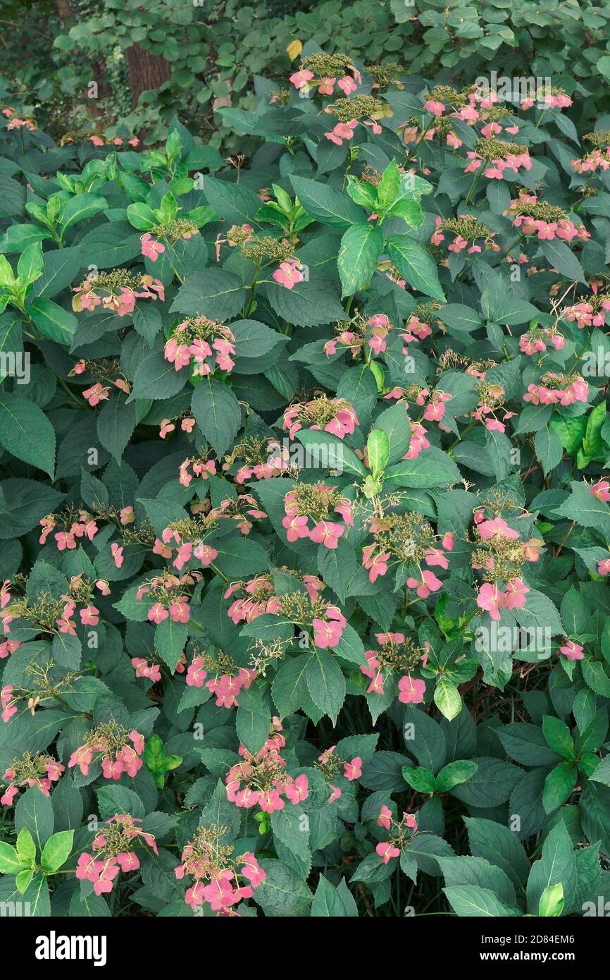 Bigleaf ortensia (Hydrangea macrophylla). Chiamato il francese hydrangea, Lacecap hydrangea, Mophead hydrangea, Penny mac e Hortensia anche. Foto Stock