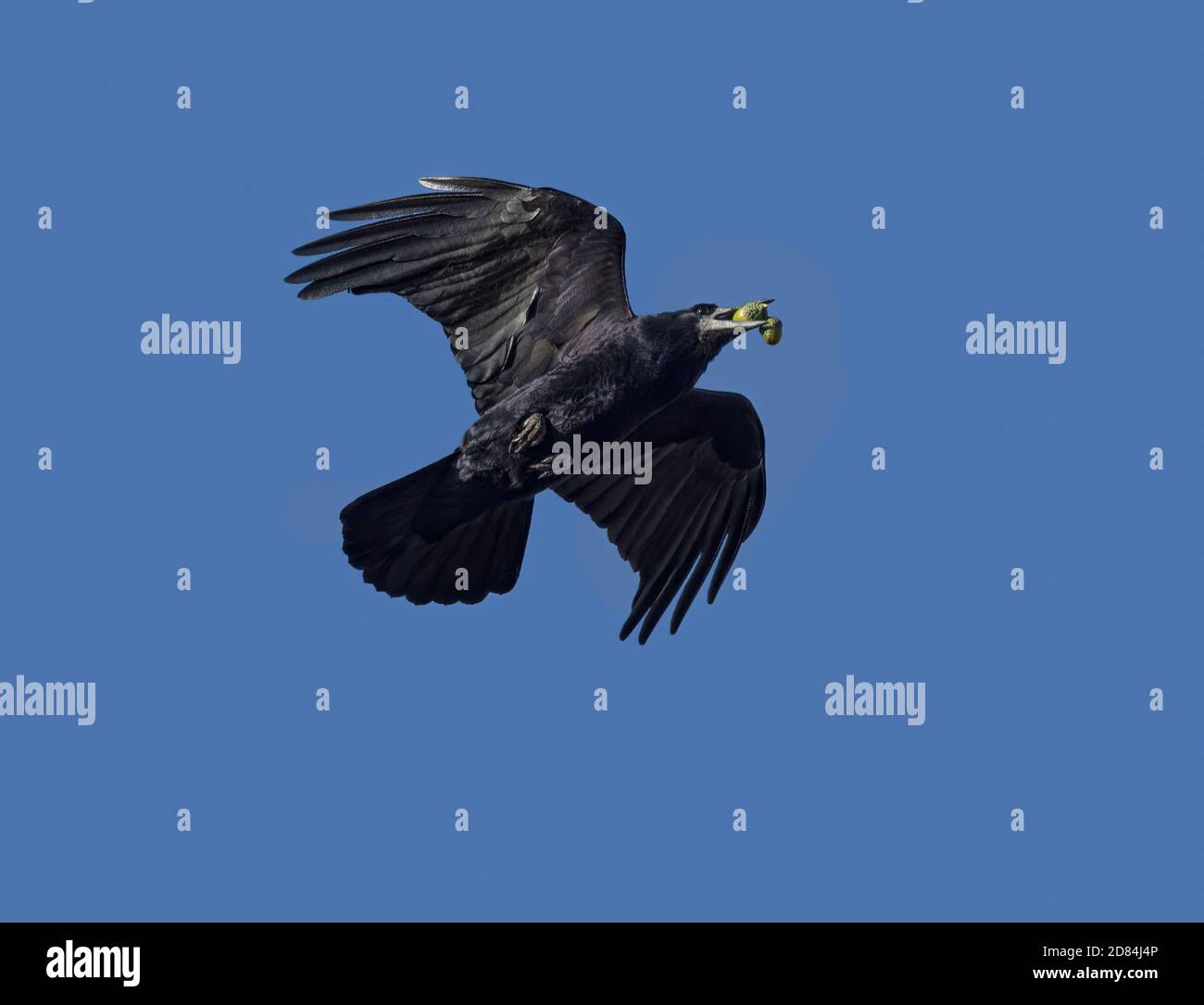 Rook, Corvus frugilegus, in volo, con acorno, contro cielo azzurro, Lancashire, UK Foto Stock