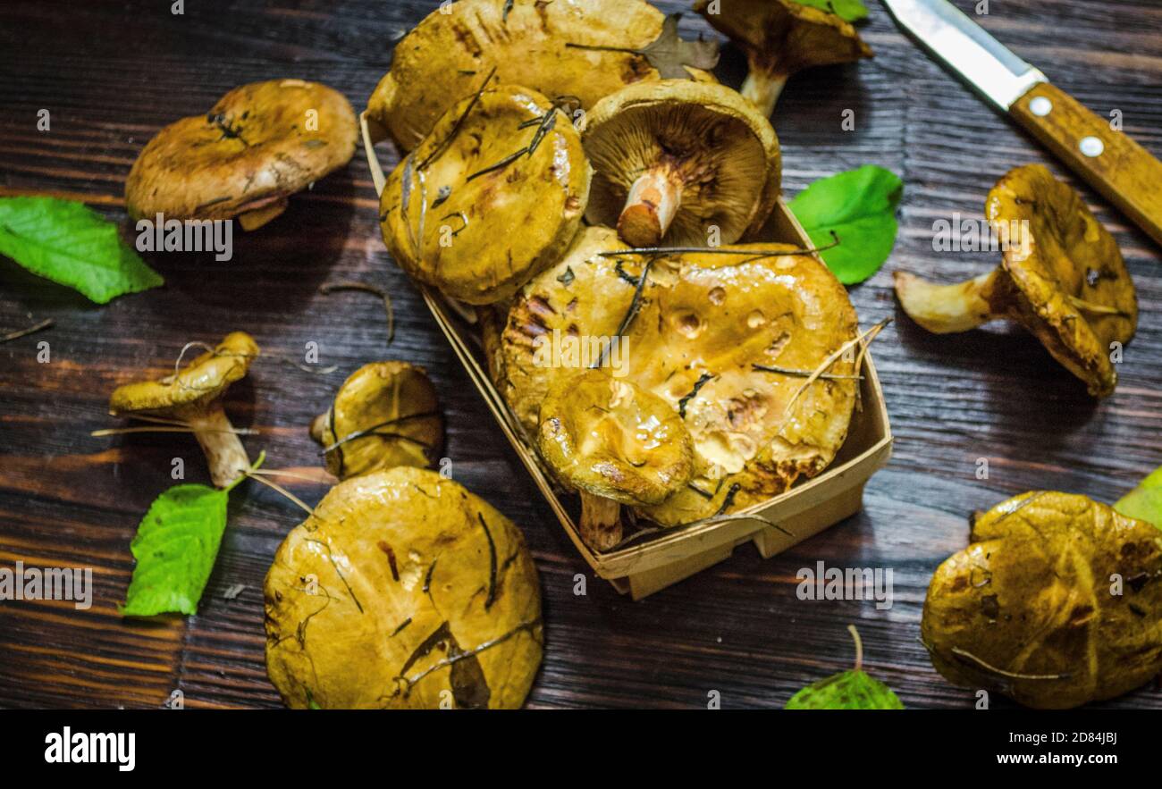 funghi di bosco appena raccolti e non sbucciati sotto la tavola Foto Stock