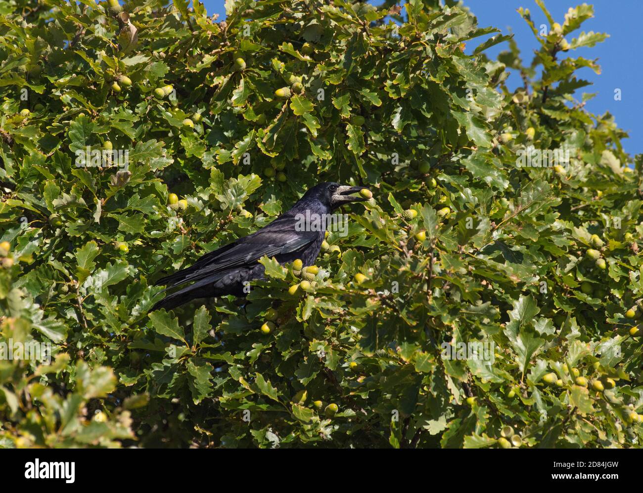 Rook, Corvus frugilegus, con acorno, in quercia, Lancashire, Regno Unito Foto Stock