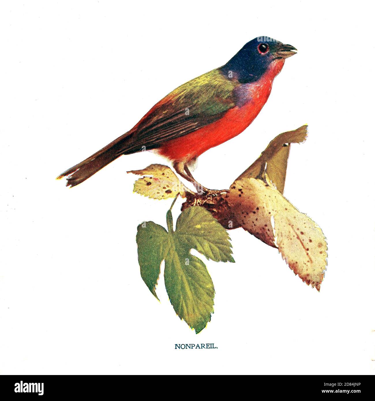 Nonpareil uccello rosso-chested e nero Hooded da uccelli : illustrato dalla fotografia a colori : una serie mensile. Conoscenza di Bird-Life vol 1 n. 1 gennaio 1897 Foto Stock