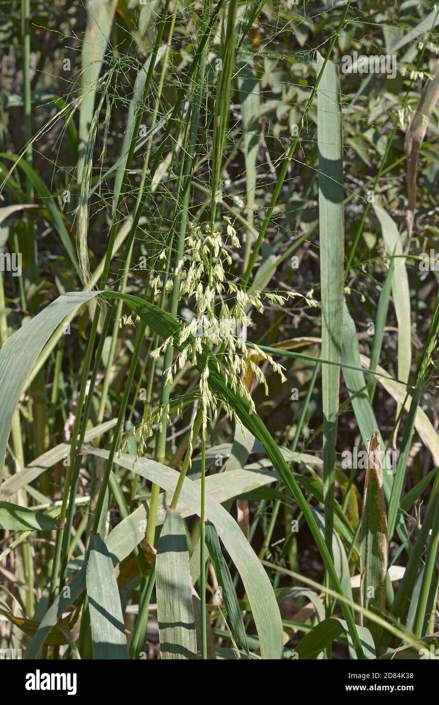 Riso selvatico (Zizania aquatica). Chiamato annuale wildrice e riso selvatico di Souther anche Foto Stock