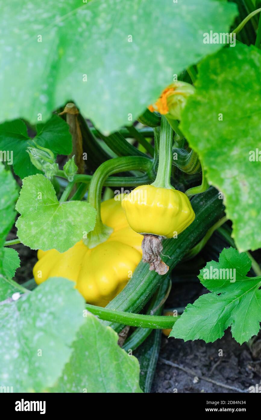 Cucurbita pepo 'Sunburst'. Summer Squash "Sunburst". Squash estivo di gruppo di capesante. Squash 'Sunburst' Foto Stock