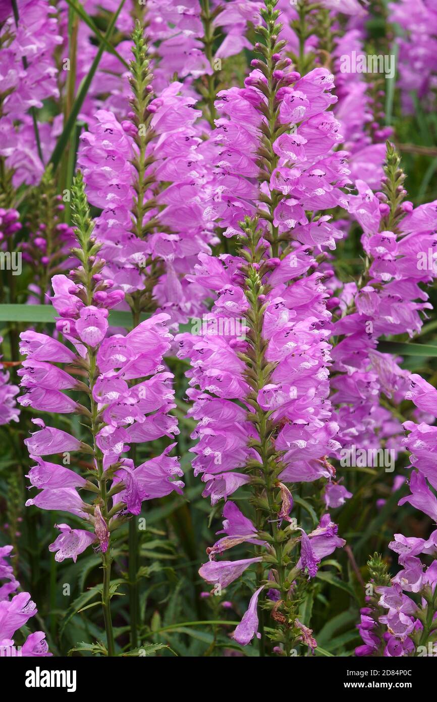 Pianta obbediente (Physostegia virginiana). Chiamata obbedienza e Falso Dragonhead anche Foto Stock