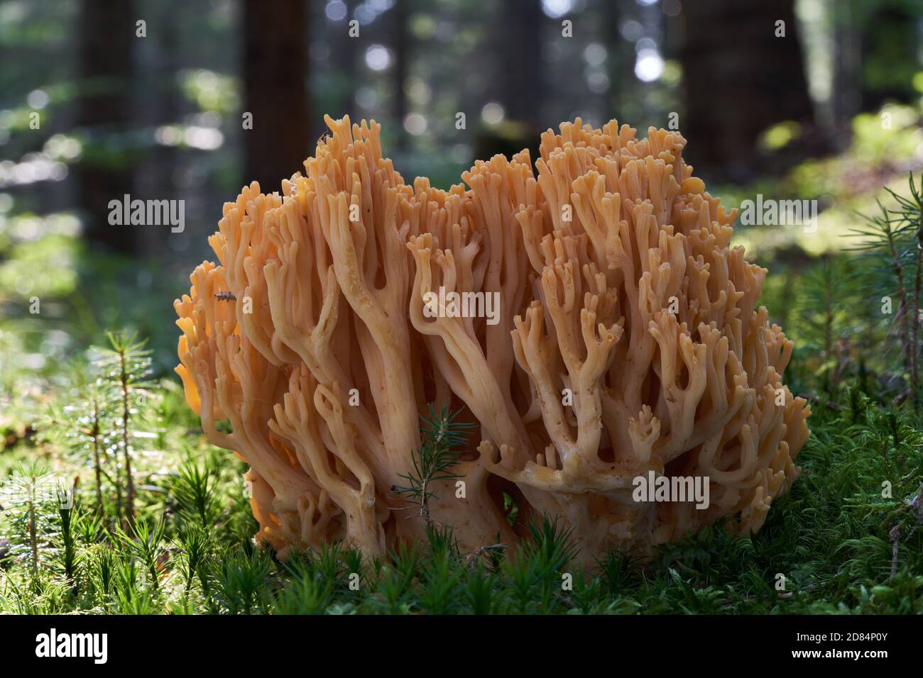 Funghi non commestibili Ramaria largentii nella foresta umida di abete rosso. Fungo di corallo che cresce nel muschio. Foto Stock