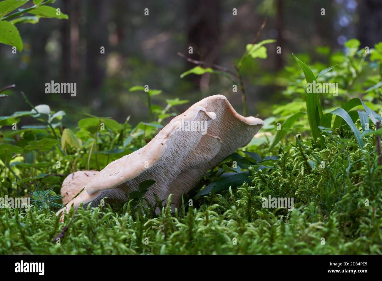 Funghi commestibili Hydnum repandum nella foresta di abete rosso. Conosciuto come legno Hedgehog. Funghi selvatici che crescono nel muschio. Foto Stock