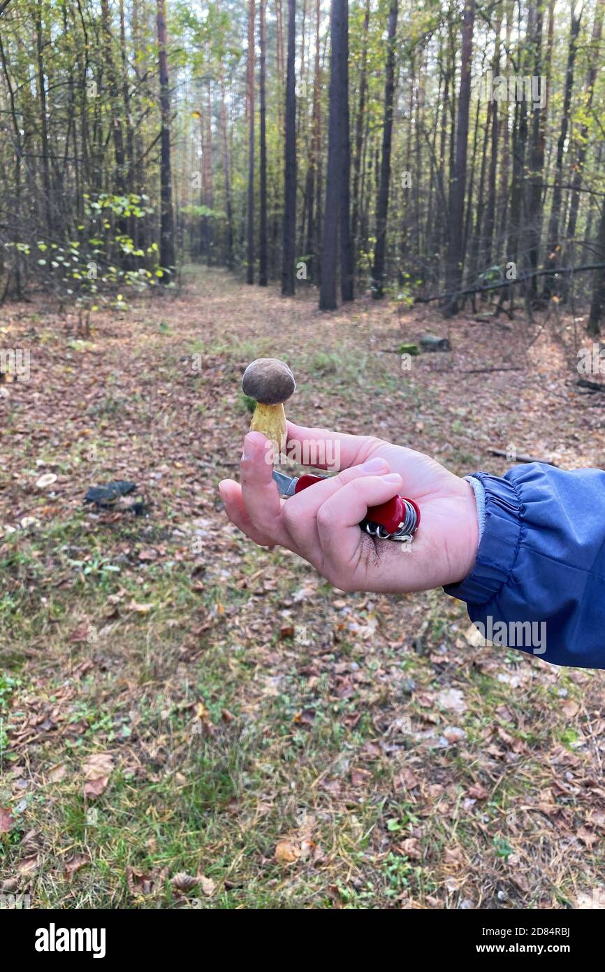 Funghi della foresta in mano. La mano maschio di closeup sta tenendo il fungo. Vacanze autunnali in natura. Foto Stock