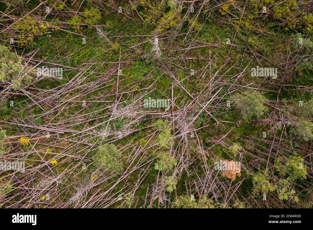 Una foresta parzialmente morta di abete rosso a causa di alberi rotti e. La siccità nel cuore dell'Europa Foto Stock