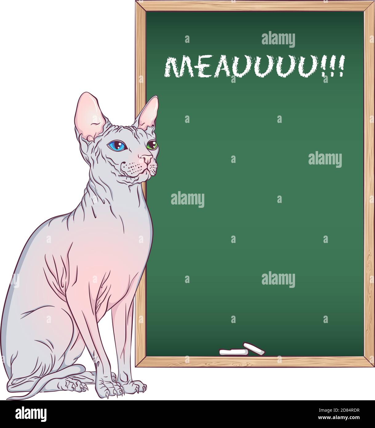 Gatto seduto Sfinge razza. Illustrazione vettoriale con un gatto vicino alla tavola di gesso. Stile disegnato a mano isolato su sfondo bianco. Posiziona per il testo. Illustrazione Vettoriale