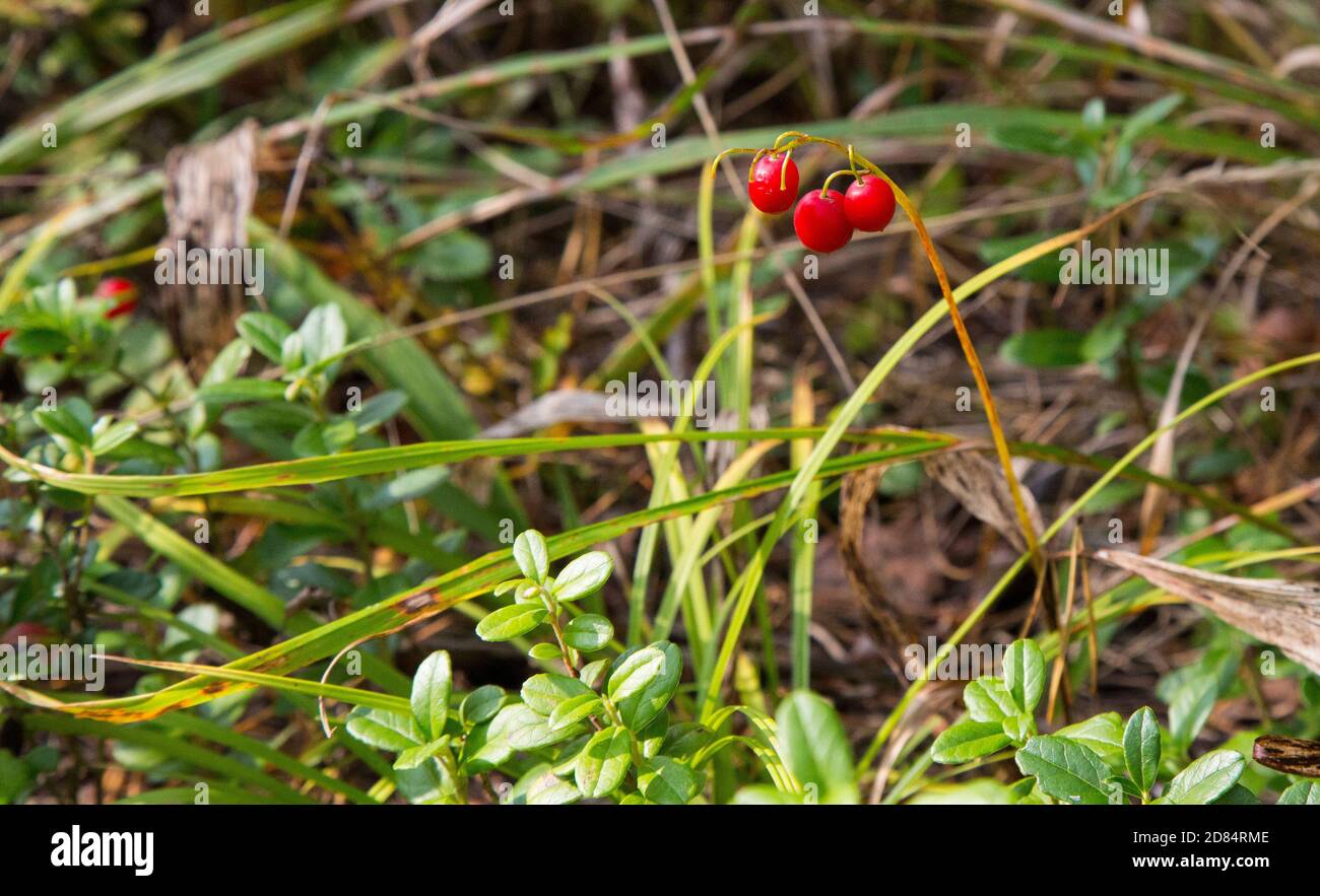 Macro del Giglio della valle, Convallaria majalis, alberi di bacche rosse su un unico ramo sullo sfondo di una foresta verde in autunno. Foto Stock