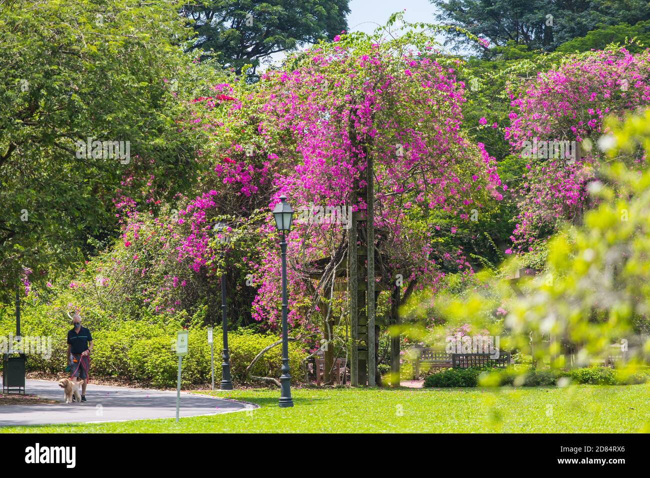 Un vecchio cinese sta camminando con il suo cane nel parco, il parco è fiorito con la bellissima Bougainville. GIARDINI BOTANICI DI SINGAPORE. Foto Stock
