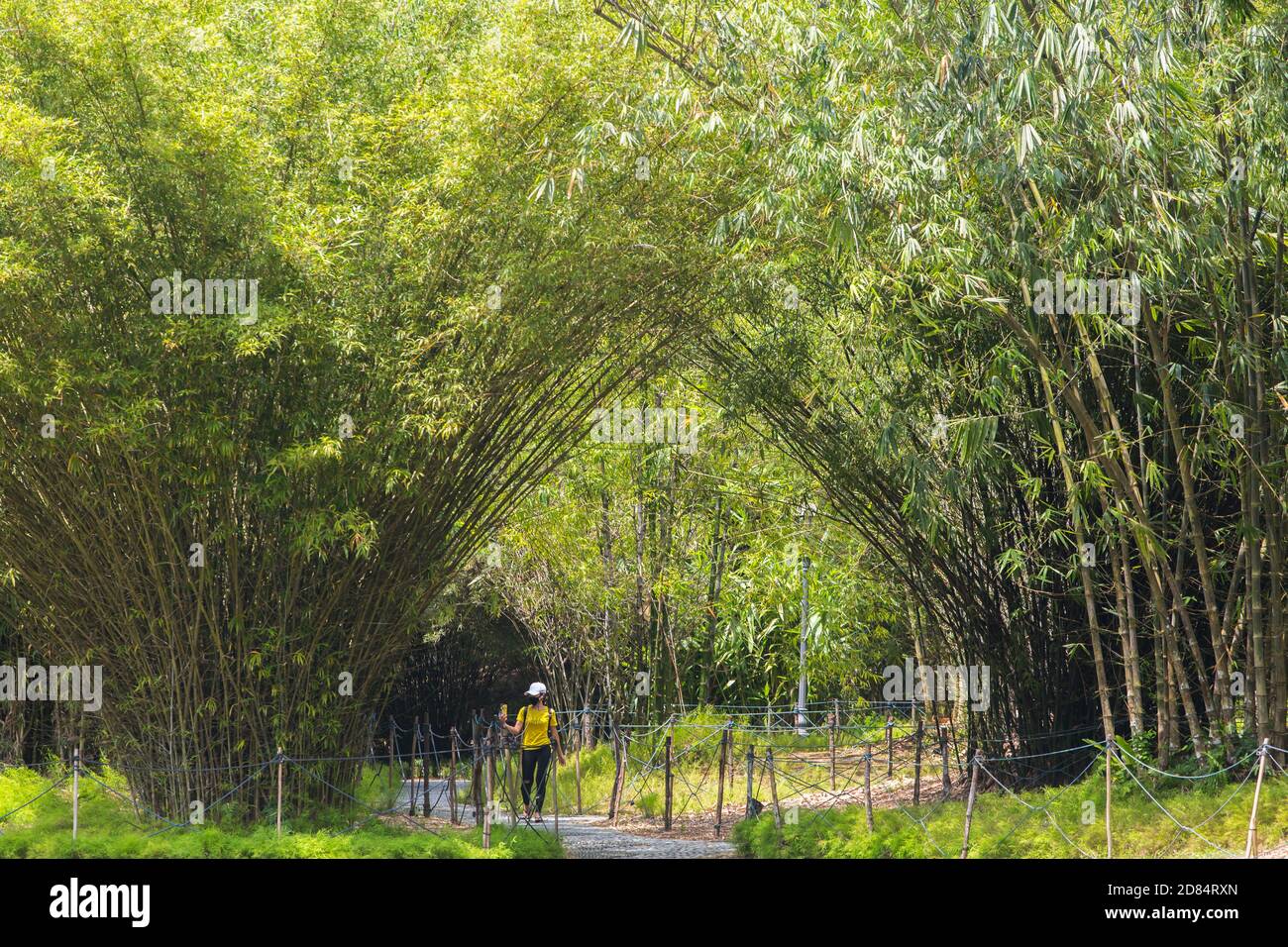 Una donna in berretto bianco e albero giallo sta usando il suo telefono per filmare il paesaggio durante la sua passeggiata attraverso il lussureggiante baldacchino di alberi. Singapore. Foto Stock