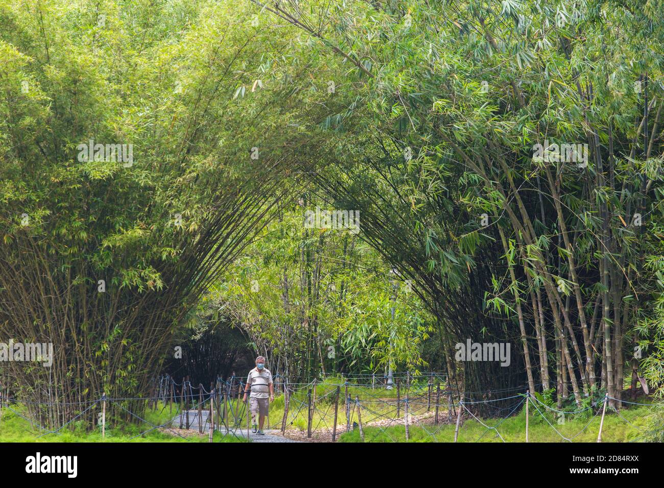 Un uomo cinese di mezza età indossa una maschera nel parco, sta camminando attraverso uno splendido panorama di alberi a baldacchino. Foto Stock