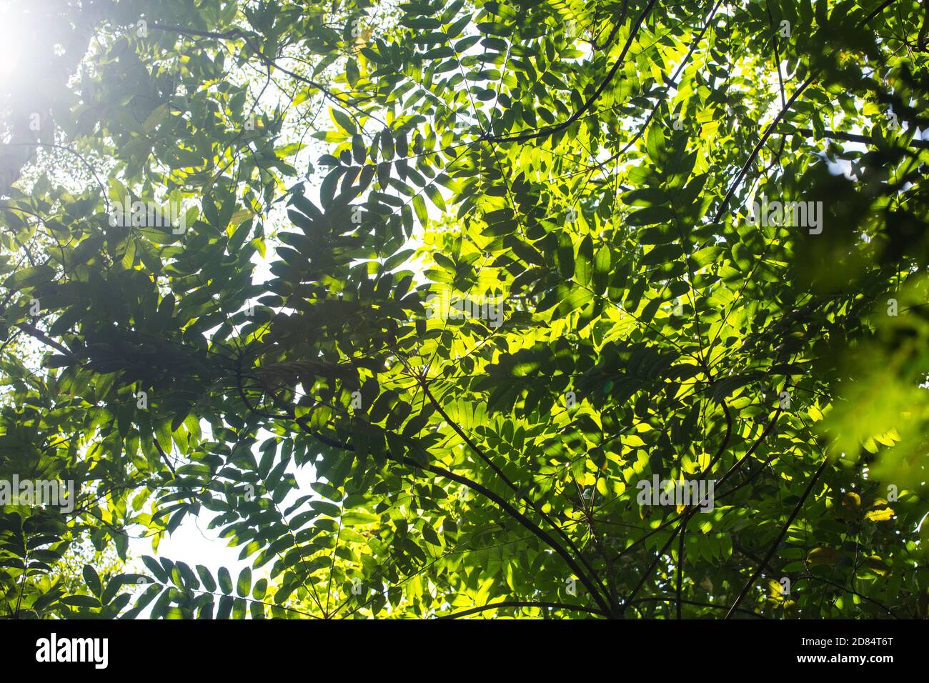 Effetto cinematografico della tettoia verde delle foglie quando si guarda verso l'alto. Foto Stock