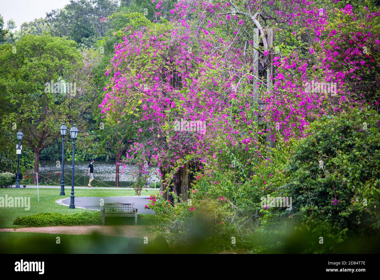 Un uomo in maglietta nera sta camminando nel giardino, accompagnato da un delizioso albero di bouganville in piena fioritura. Giardini botanici di Singapore Foto Stock