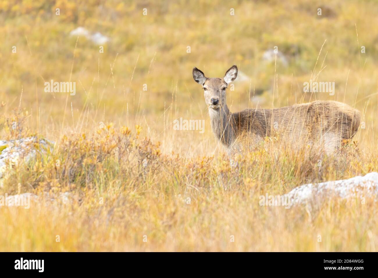 Cervi rossi nasceranno l'erba con i colori autunnali a Glen Etive, Scozia Foto Stock