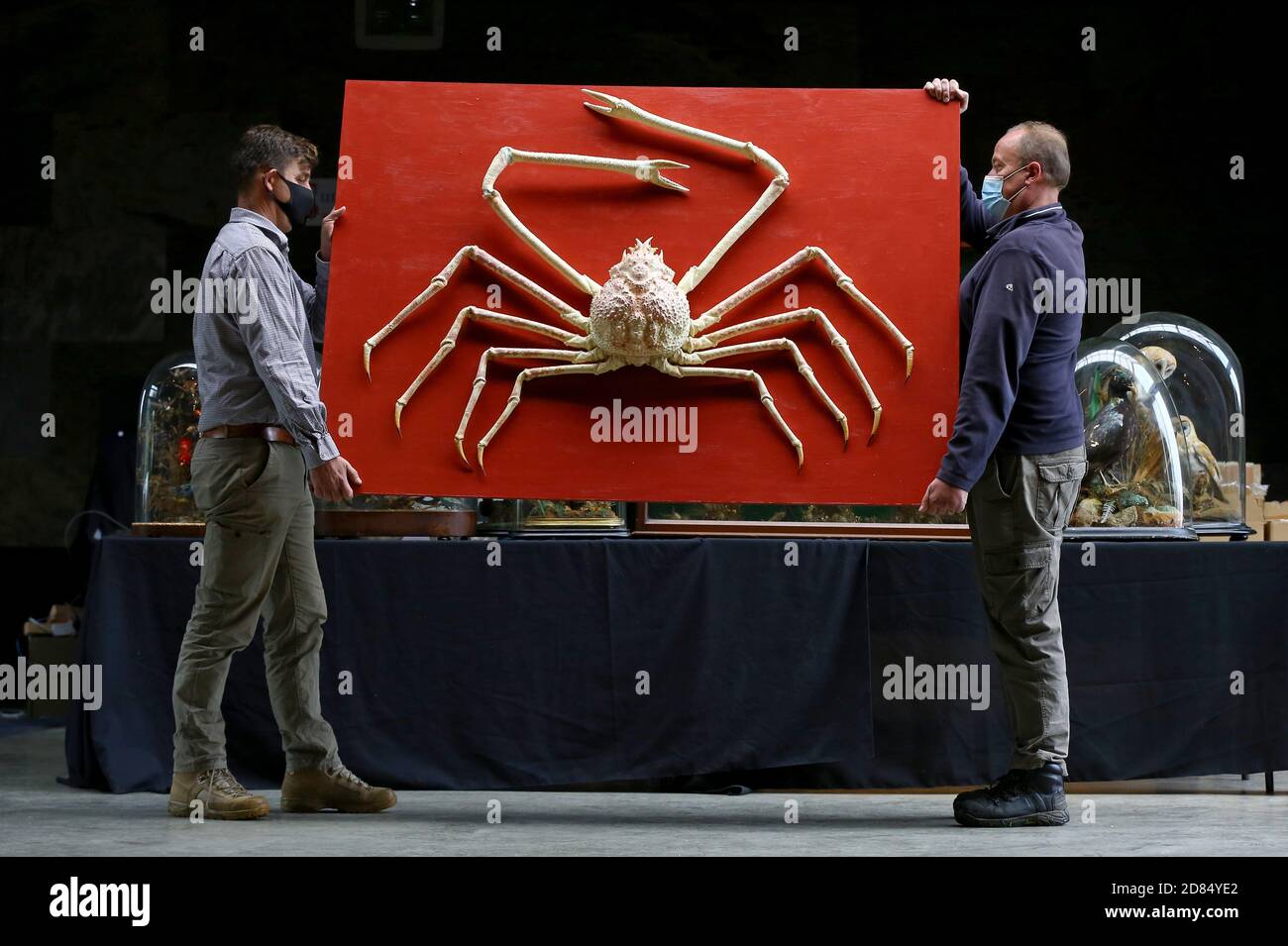 Un raro granchio gigante giapponese ragno (stima GBP 8000-12,000) viene spostato nella sala vendita durante un'anteprima del prossimo Evolution sale a Summers Place Auctions, Billinghurst, West Sussex. Foto Stock