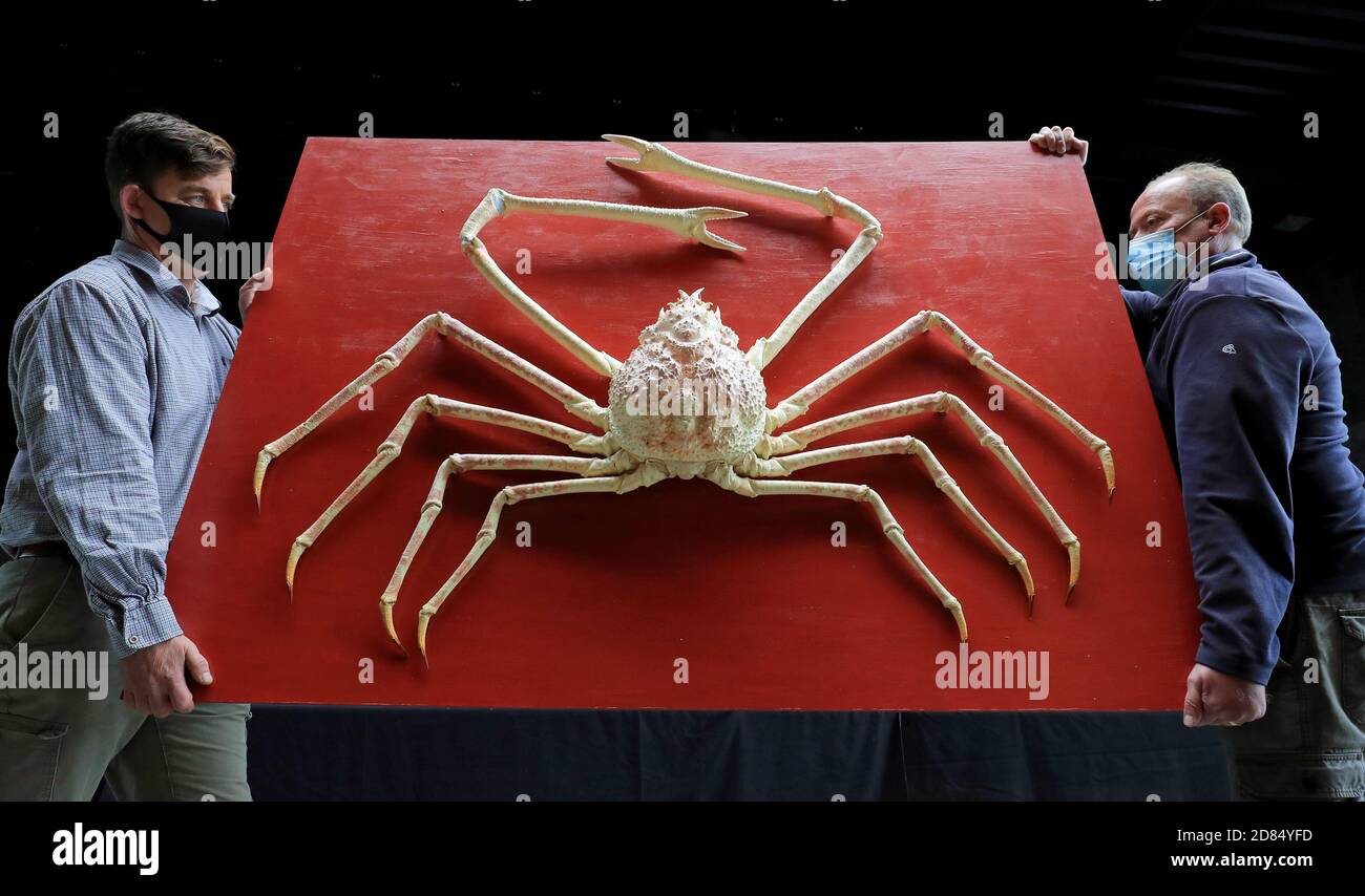 Un raro granchio gigante giapponese ragno (stima GBP 8000-12,000) viene spostato nella sala vendita durante un'anteprima del prossimo Evolution sale a Summers Place Auctions, Billinghurst, West Sussex. Foto Stock