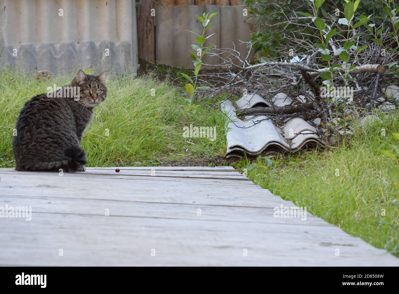 Tabby Cat seduto all'esterno Foto Stock