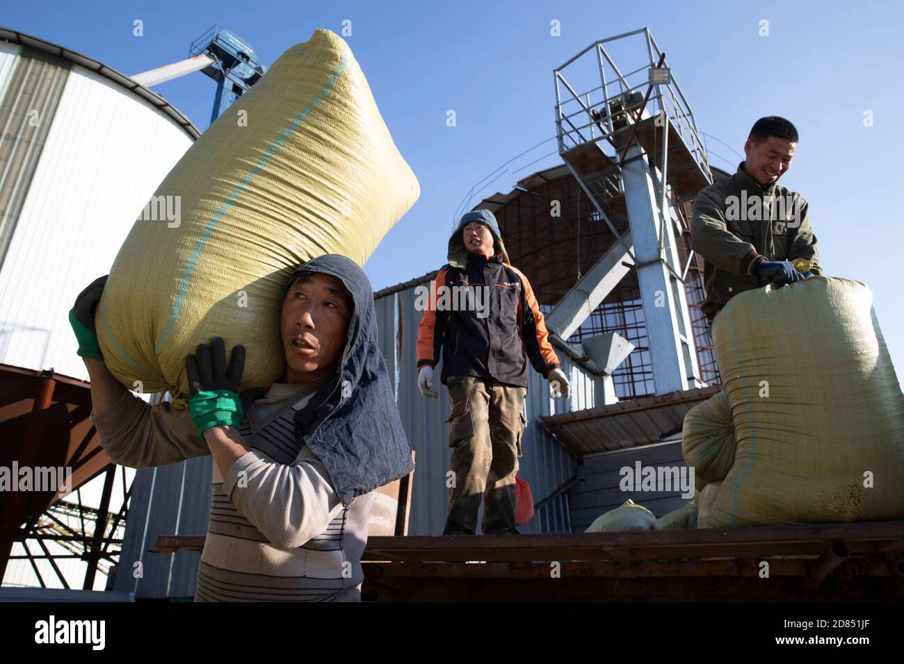 Mudanjiang, provincia cinese di Heilongjiang. 27 Ott 2020. I lavoratori scaricano il riso in una fabbrica di lavorazione del riso nella città di Ning'an, nella provincia di Heilongjiang, nel nord-est della Cina, 27 ottobre 2020. La vendemmia autunnale a Ning'an ha per lo più finito, mentre le aziende di trasformazione alimentare si sono arenate. Credit: Zhang Tao/Xinhua/Alamy Live News Foto Stock