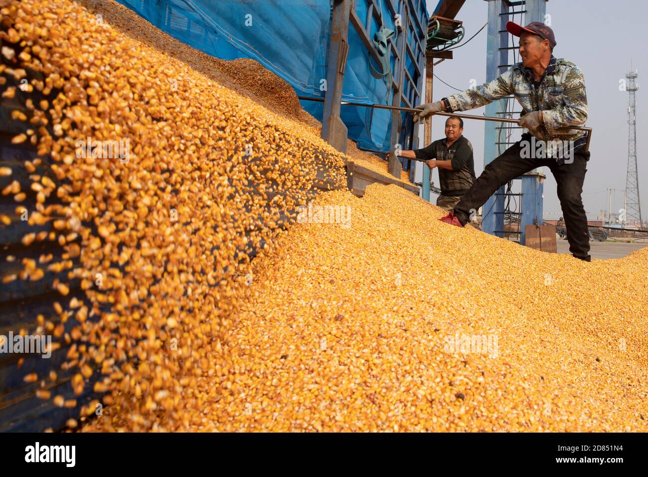 Mudanjiang, provincia cinese di Heilongjiang. 27 Ott 2020. Gli agricoltori scaricano i corni nella città di Ning'an, nella provincia di Heilongjiang, nel nord-est della Cina, 27 ottobre 2020. La vendemmia autunnale a Ning'an ha per lo più finito, mentre le aziende di trasformazione alimentare si sono arenate. Credit: Zhang Tao/Xinhua/Alamy Live News Foto Stock