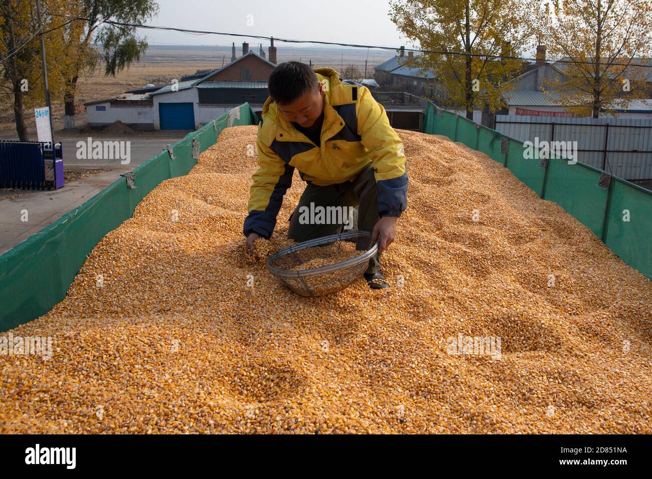 Mudanjiang, provincia cinese di Heilongjiang. 27 Ott 2020. Un lavoratore esamina i corni nella città di Ning'an, provincia di Heilongjiang della Cina nordorientale, 27 ottobre 2020. La vendemmia autunnale a Ning'an ha per lo più finito, mentre le aziende di trasformazione alimentare si sono arenate. Credit: Zhang Tao/Xinhua/Alamy Live News Foto Stock