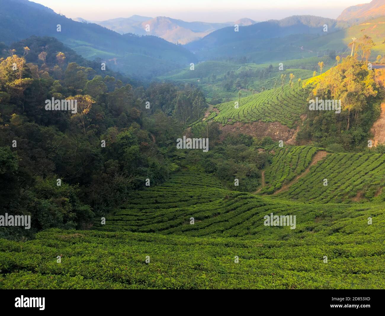 Splendida vista sulle lussureggianti tenute di tè verde di Munnar in Kerala, India, mentre il sole sorge appena sopra l'orizzonte. Foto Stock