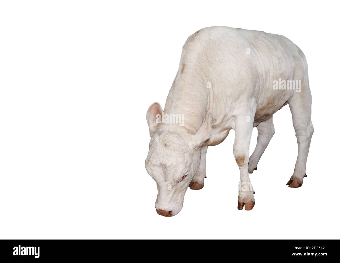Bella giovane mucca bianca isolata su sfondo bianco. Mucca intera lunghezza. Animali da fattoria. Bovini di manzo isolati su bianco. Foto Stock