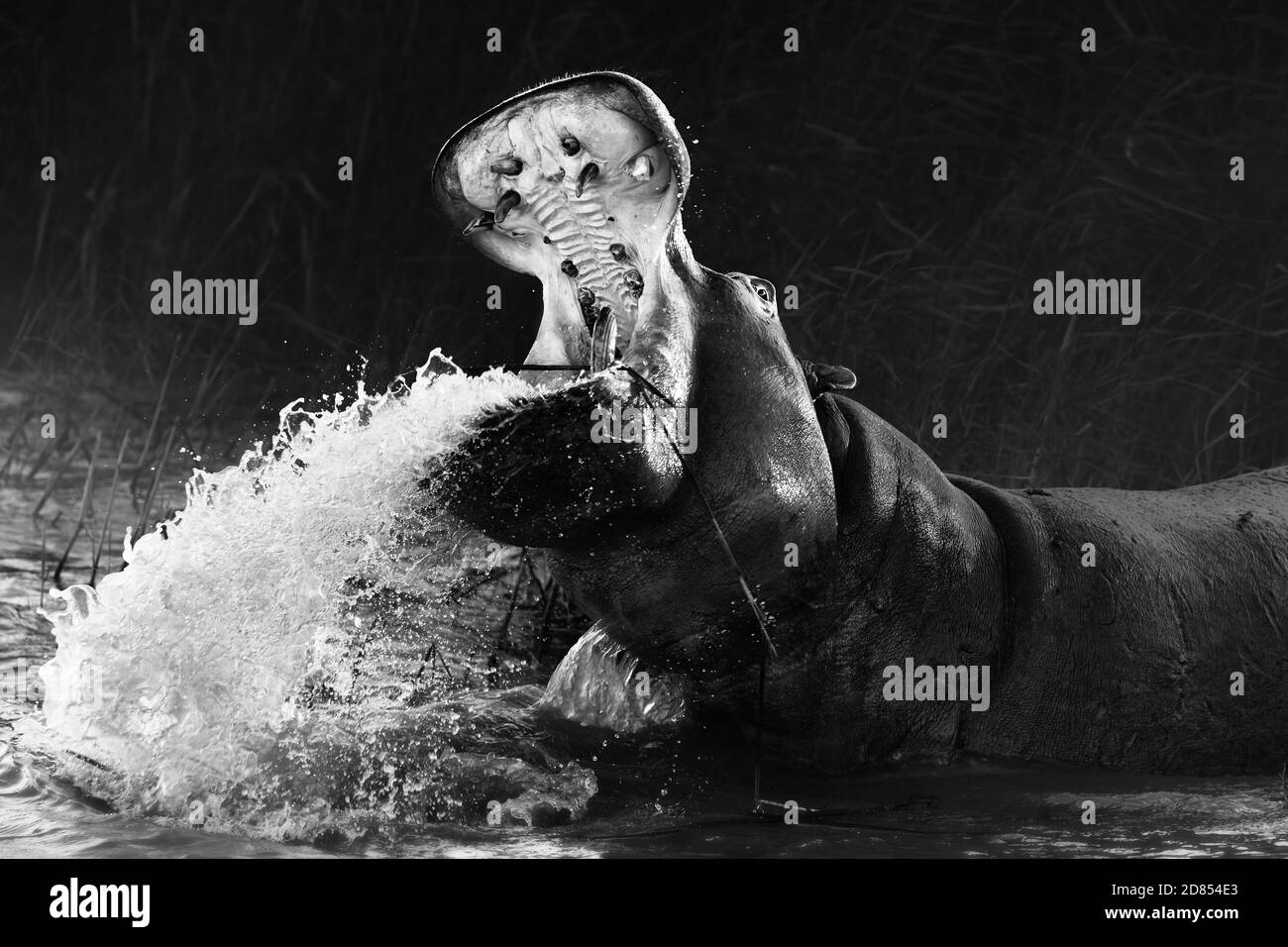 Hippopotamo arrabbiato, Hippo che mostra il dominio con una bocca aperta larga mentre spruzzi acqua in bianco e nero. Hippopotamus anfibio. Foto Stock