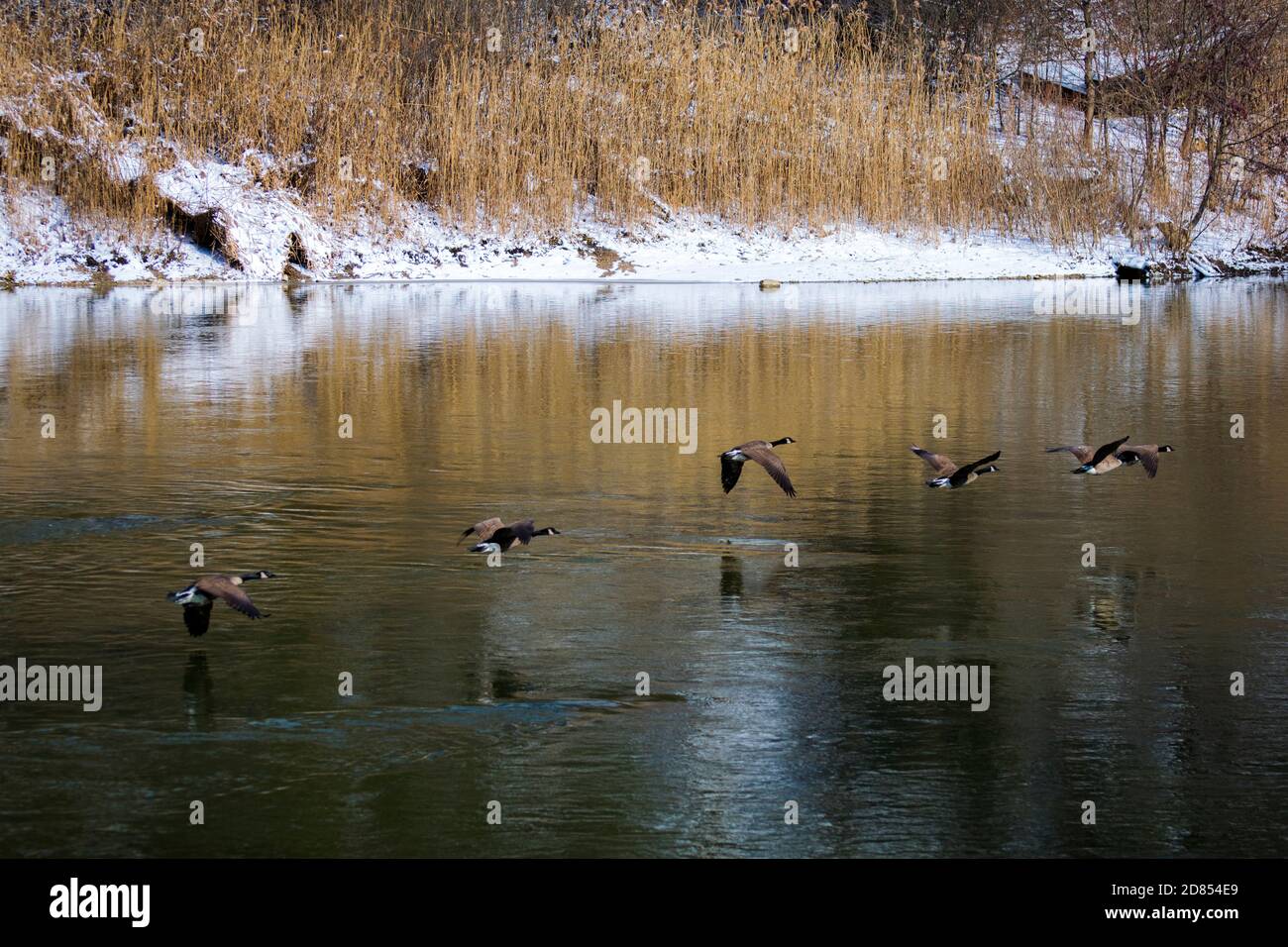 Oche canadesi a Springbank Park a Londra, Ontario Foto Stock