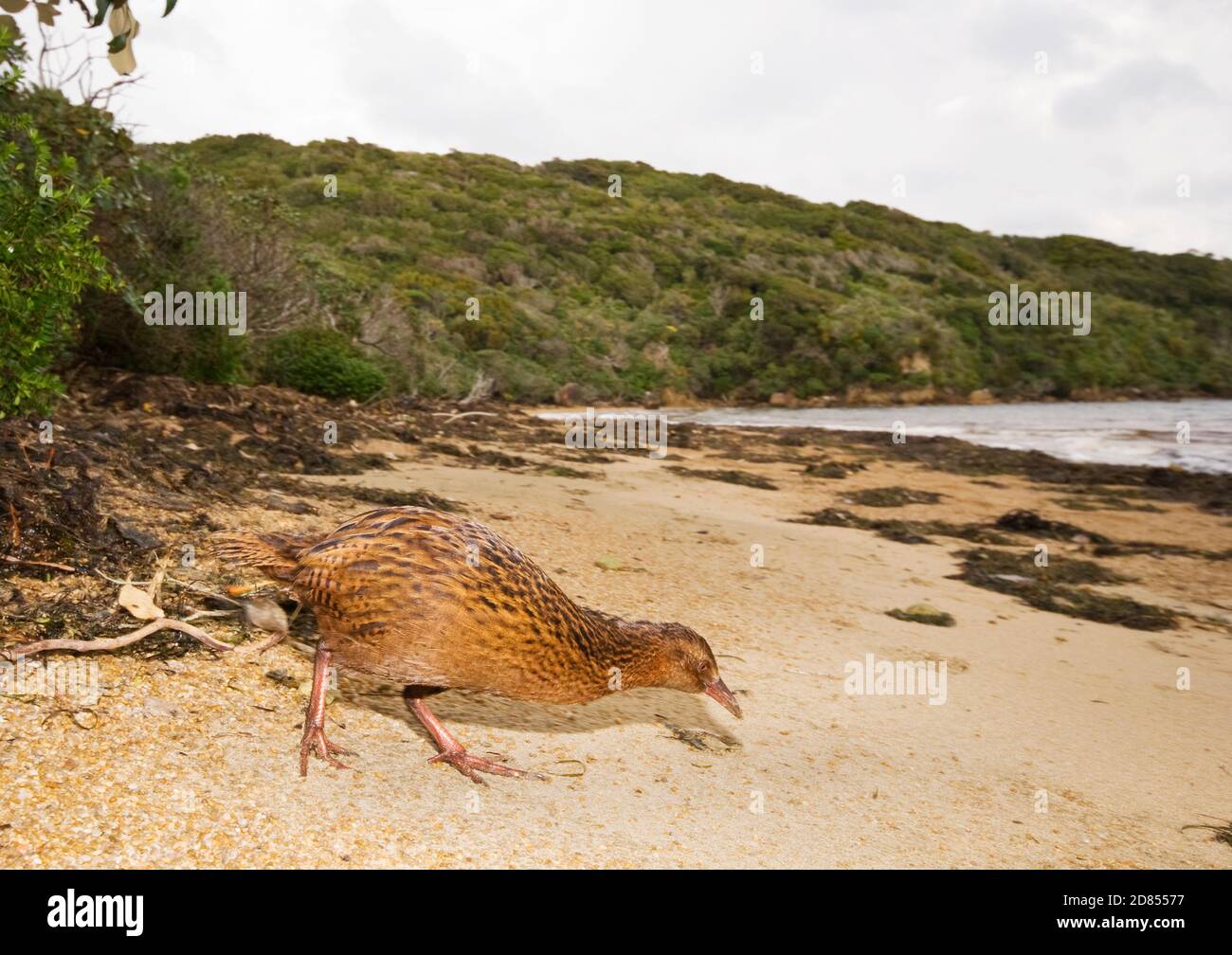 Weka (Gallirallus australis), foraggio sulla spiaggia, Isola di Ulva, Nuova Zelanda Foto Stock
