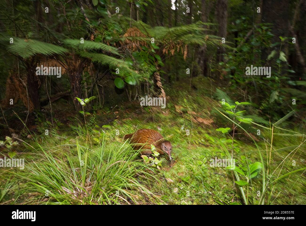 Weka (Gallirallus australis), foraggio nella foresta, Isola di Ulva, Nuova Zelanda Foto Stock