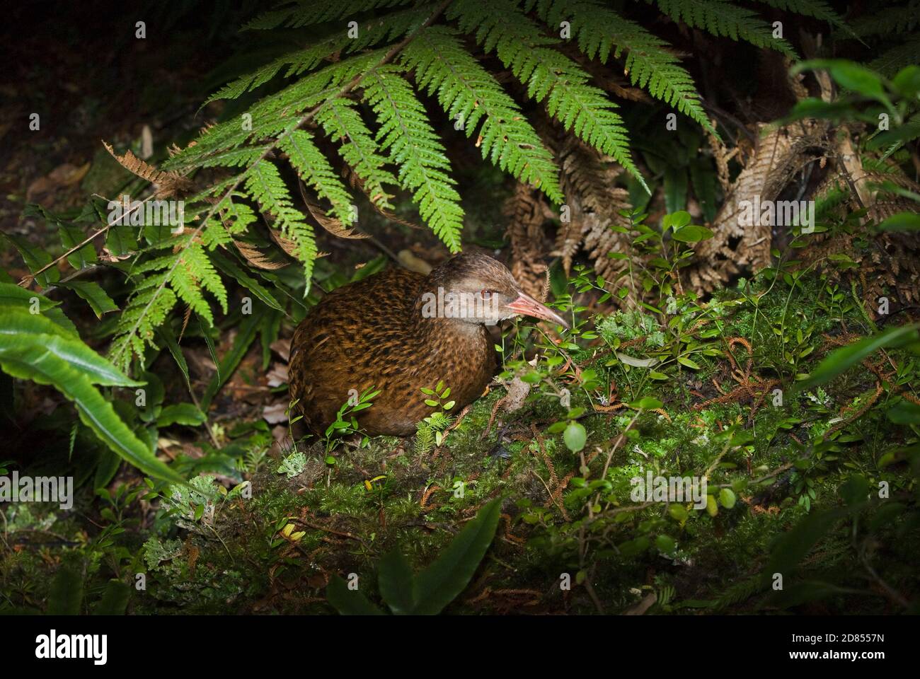 Weka (Gallirallus australis), foraggio nella foresta, Isola di Ulva, Nuova Zelanda Foto Stock