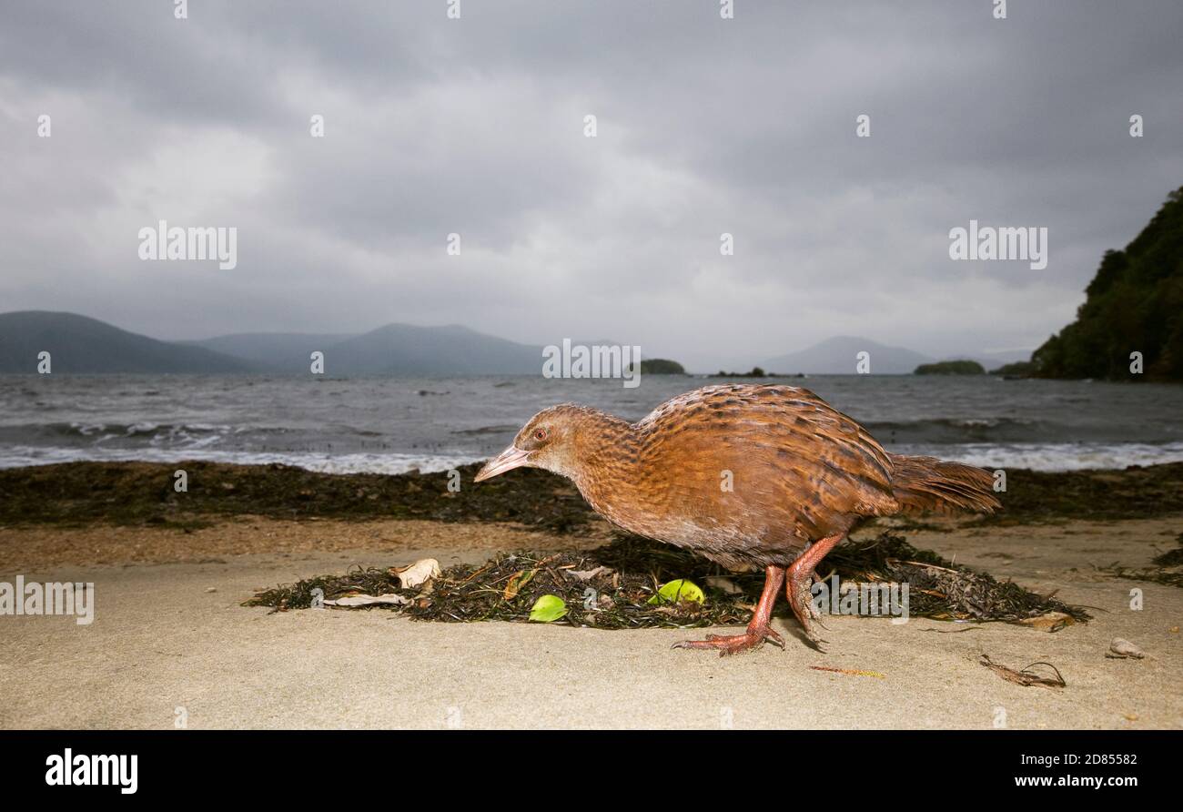Weka (Gallirallus australis), foraggio sulla spiaggia, Isola di Ulva, Nuova Zelanda Foto Stock