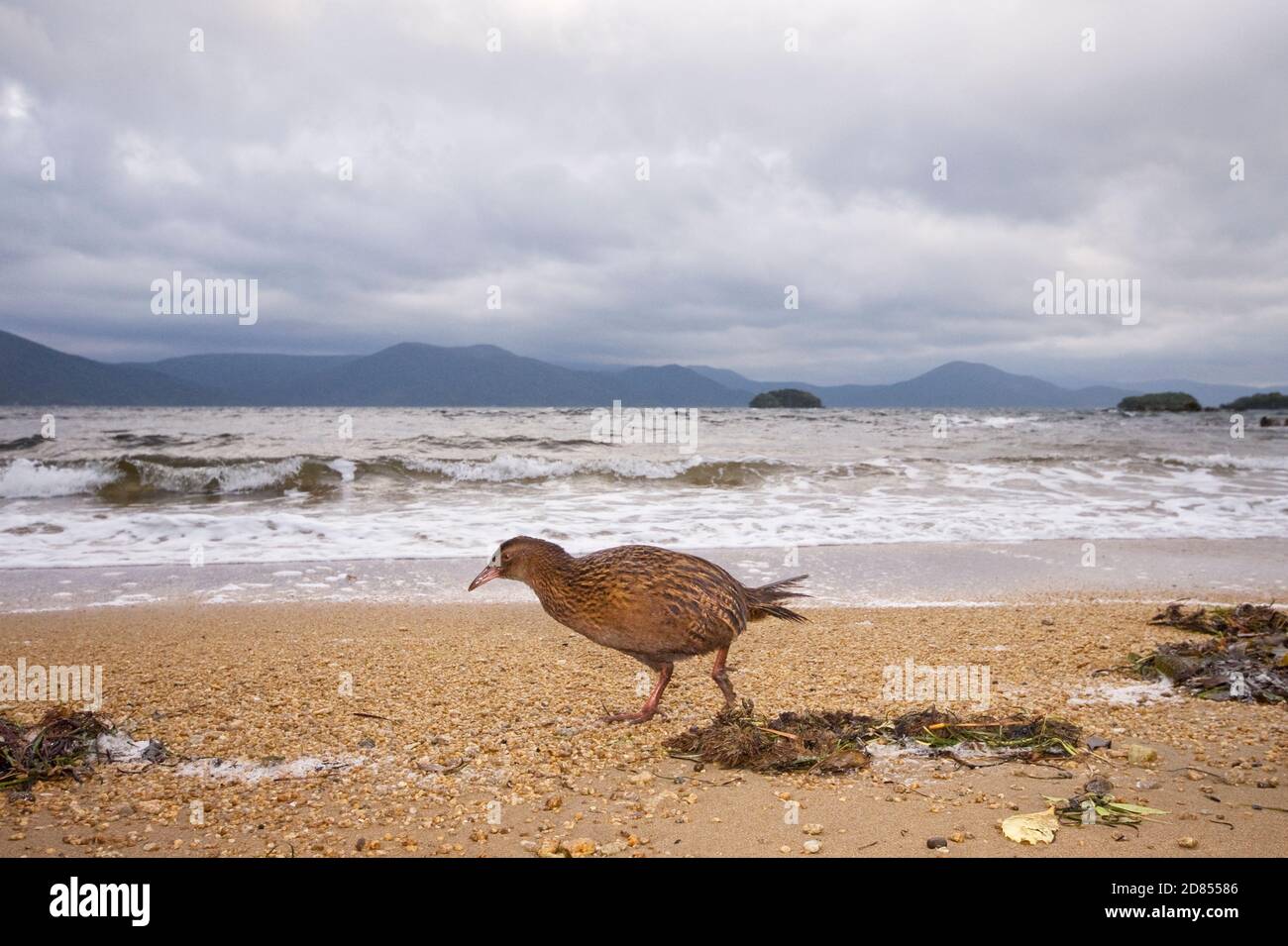 Weka (Gallirallus australis), foraggio sulla spiaggia, Isola di Ulva, Nuova Zelanda Foto Stock