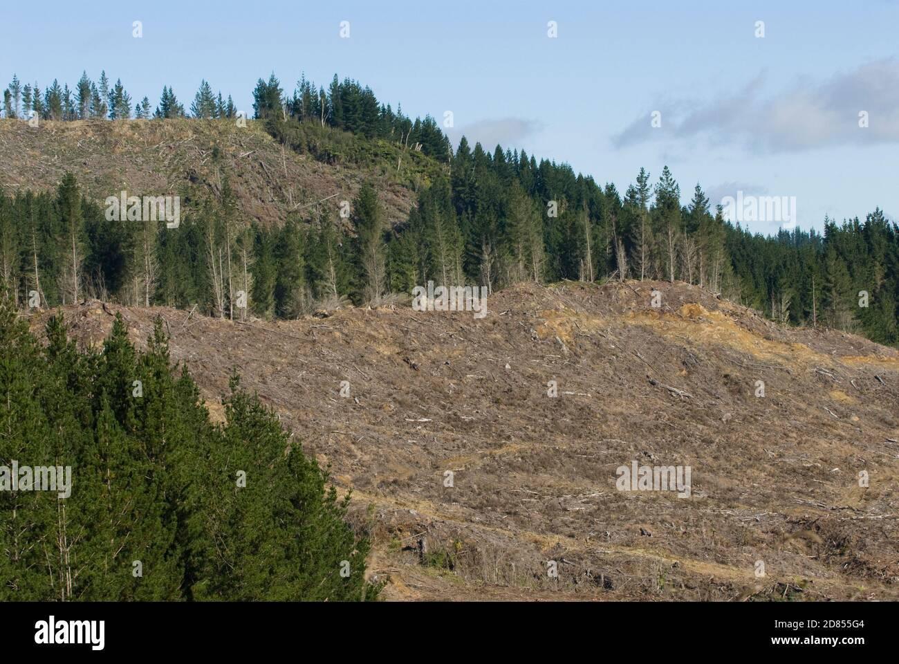 Conservazione e ricerca di kiwi bruno in piantagione di alberi commerciali, Foresta di Waimarino, Isola del Nord, Nuova Zelanda. Foresta commerciale sgusciata Foto Stock