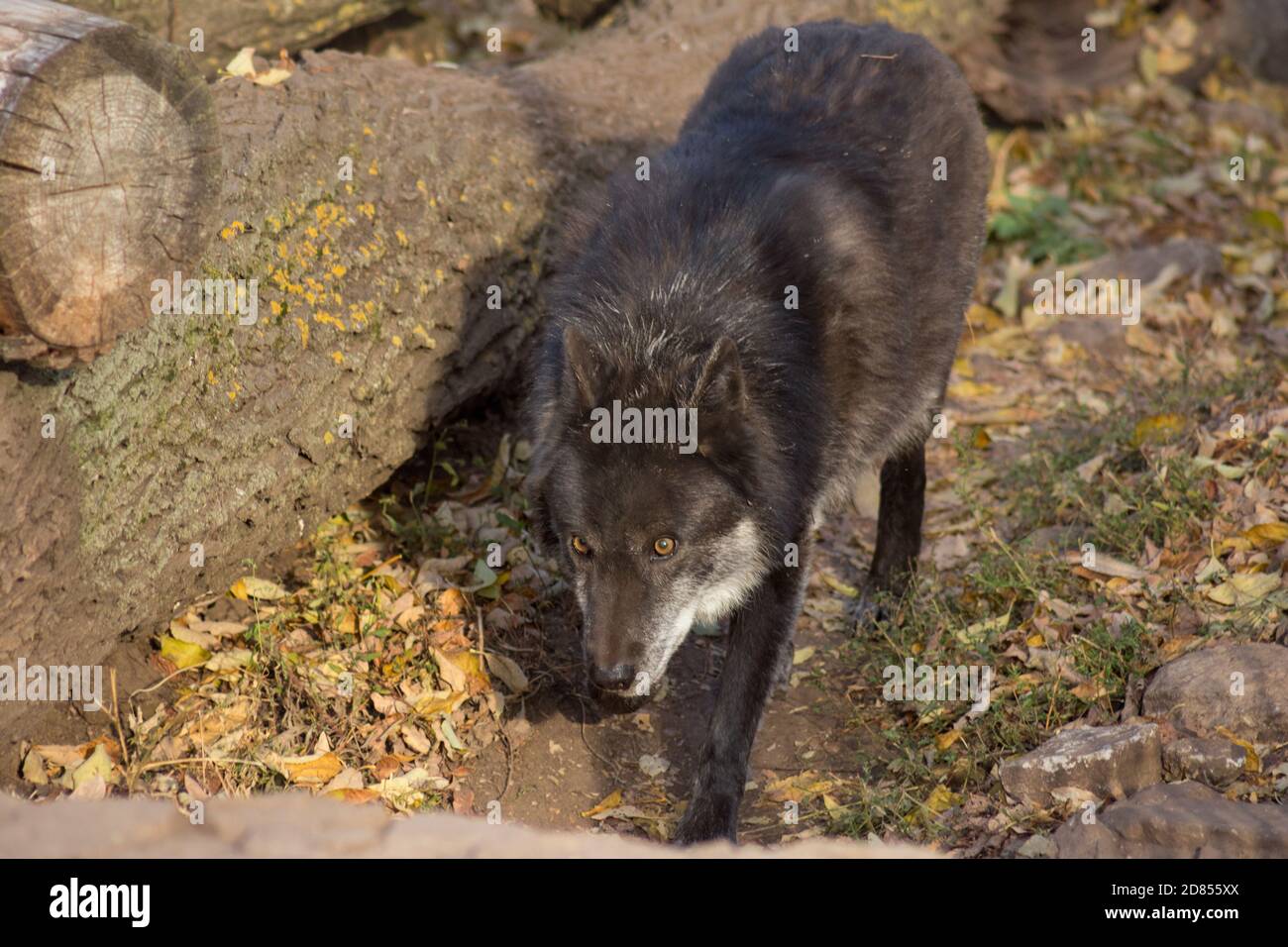 Nero lupo canadese sta guardando la telecamera. Canis lupus pambasileus. Gli animali della fauna selvatica. Foto Stock