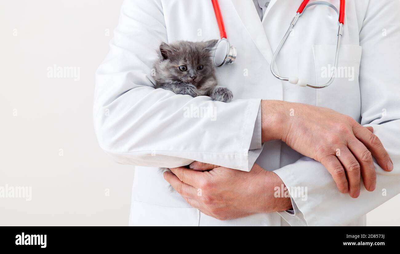 Veterinario medico mani in uniforme bianca con stetoscopio con morbido gattino grigio. Gatto bambino in clinica veterinaria. Medicina veterinaria per animale domestico Foto Stock