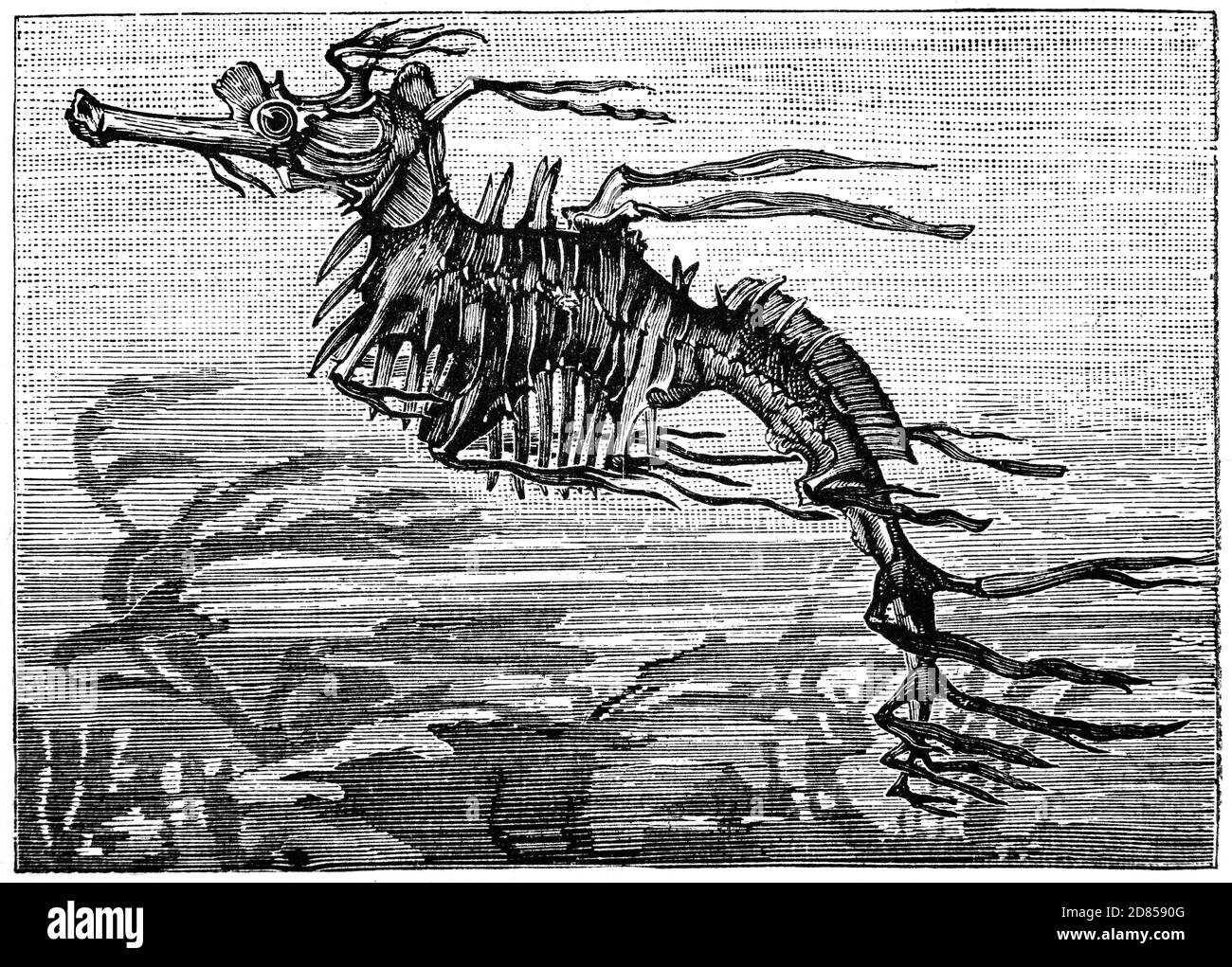 Un'illustrazione del XIX secolo del Phyllopteryx, il seadragon, un genere di piccoli pesci della famiglia Syngnathidae che si trovano lungo le coste occidentali e meridionali dell'Australia. Essi sono strettamente legati ad altri membri del Syngnatidae come il seadragon frondoso, pesci pipefish e cavallucci marini, che tutti mostrano una gravidanza maschile. Foto Stock