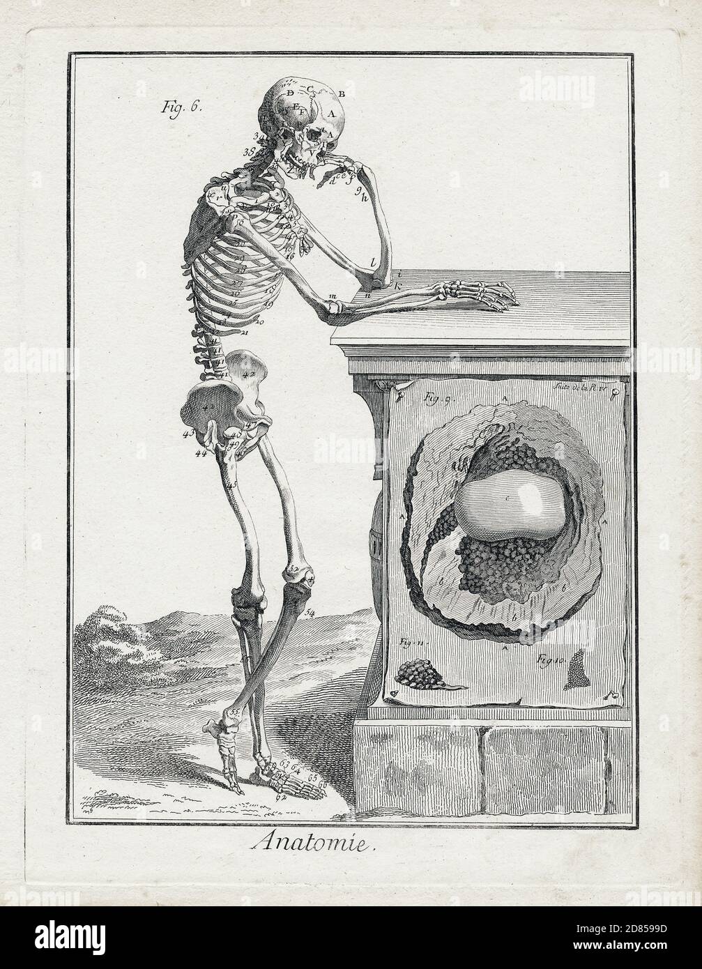 Incisioni su scheletro, stile vintage, ca. 1740 Foto Stock