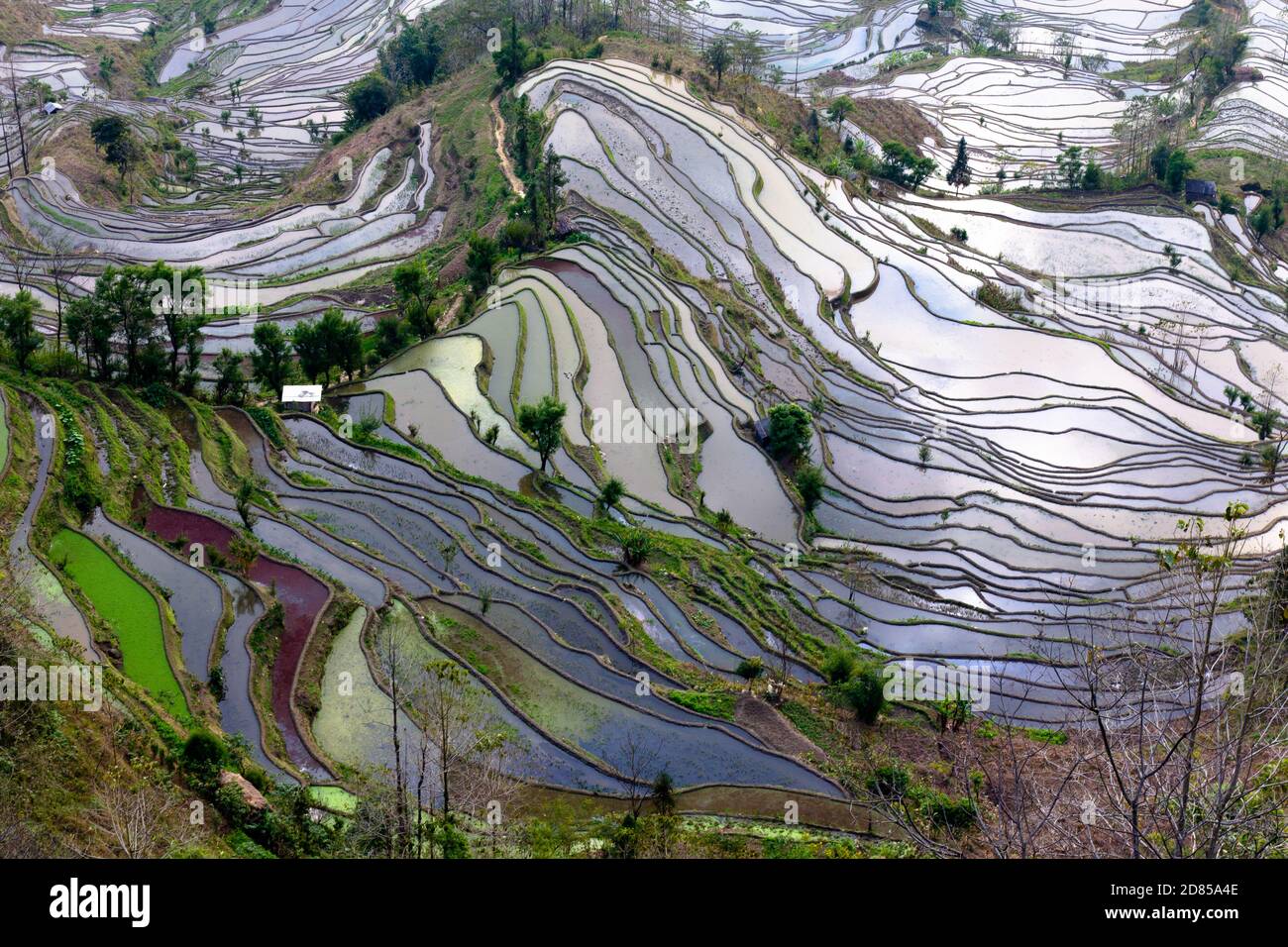 Yuan Yang Rice Terrace in Cina, la più grande terrazza di riso del mondo, patrimonio mondiale dell'umanità è nella provincia di Yunnan Foto Stock