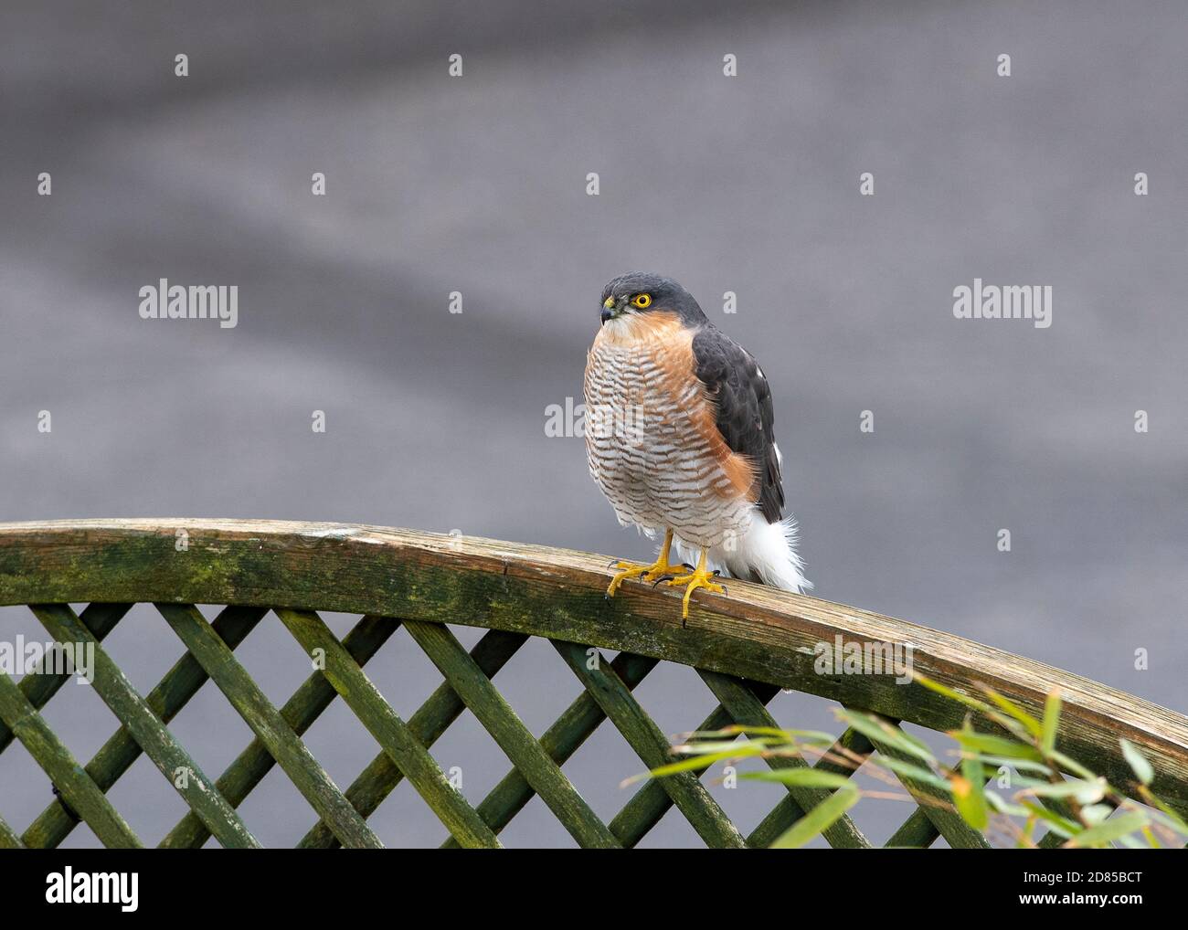Sparrowwawk (Accipiter nisus) seduto sul mio recinto giardino a caccia di piccoli uccelli. Foto Stock