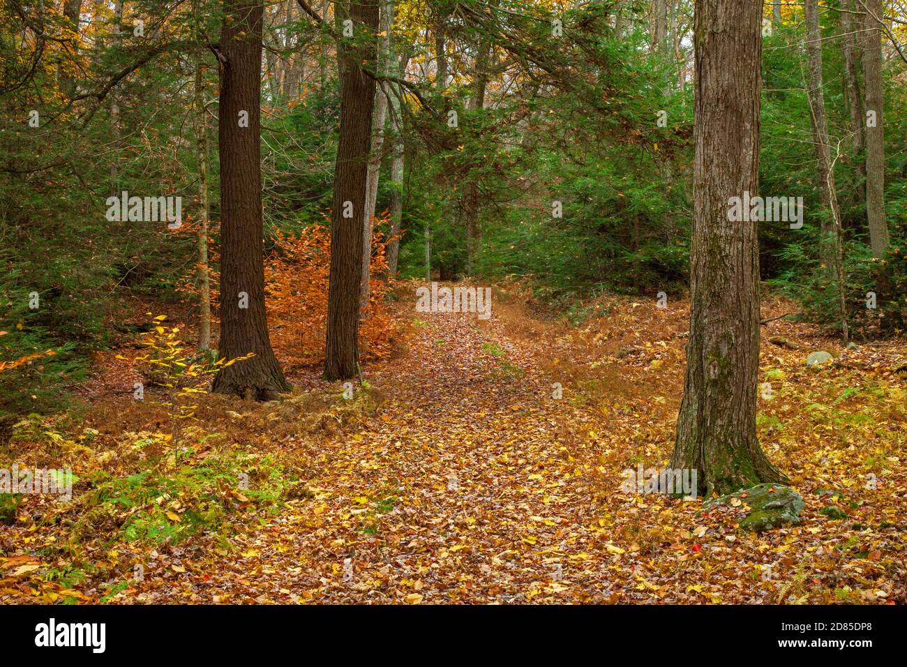Un sentiero attraverso una foresta autunnale al Promised Land state Park, Pennsylvania Foto Stock